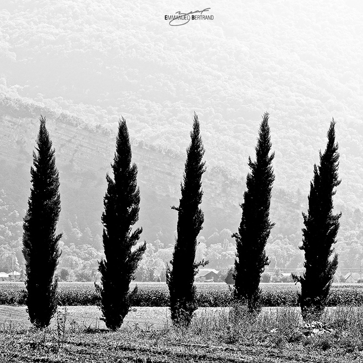 5 trees, 2013 © Emmanuel Bertrand
